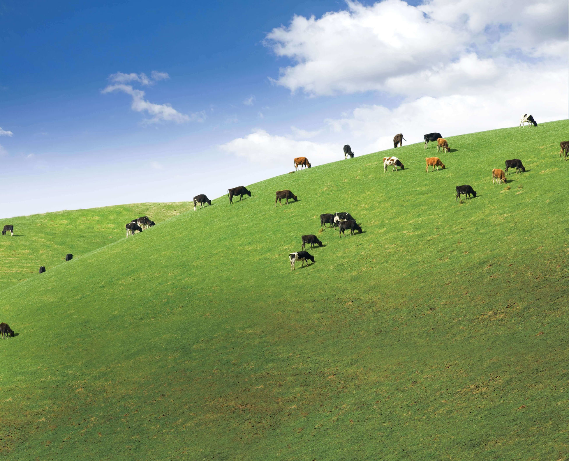 Group of cows grazing in an open field