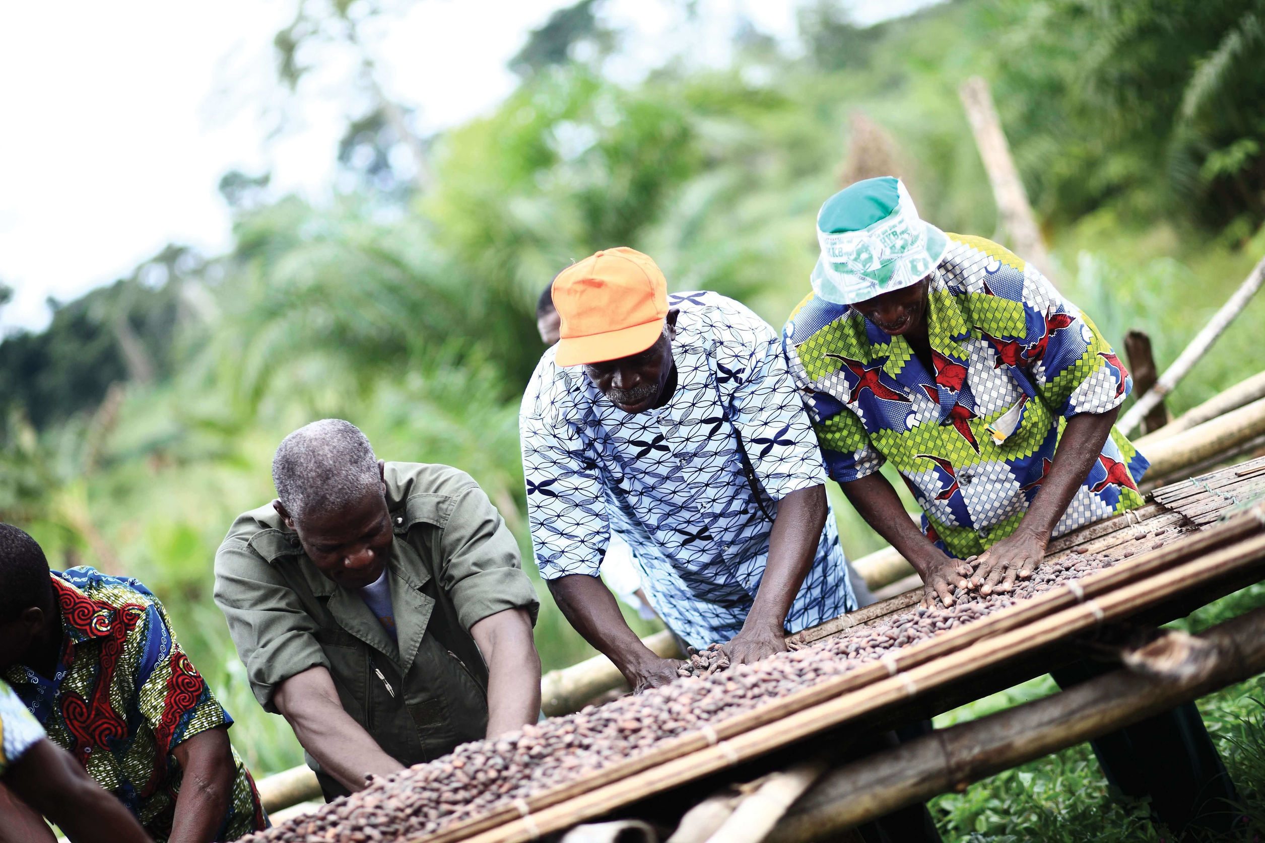 Group of farm workers sorting seeds