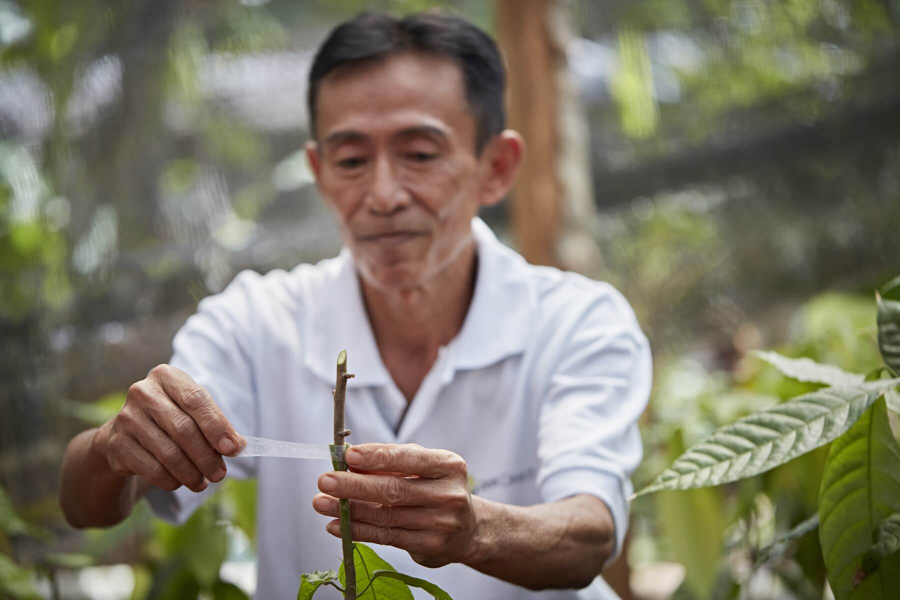 Man tying sellotape around a plant branch