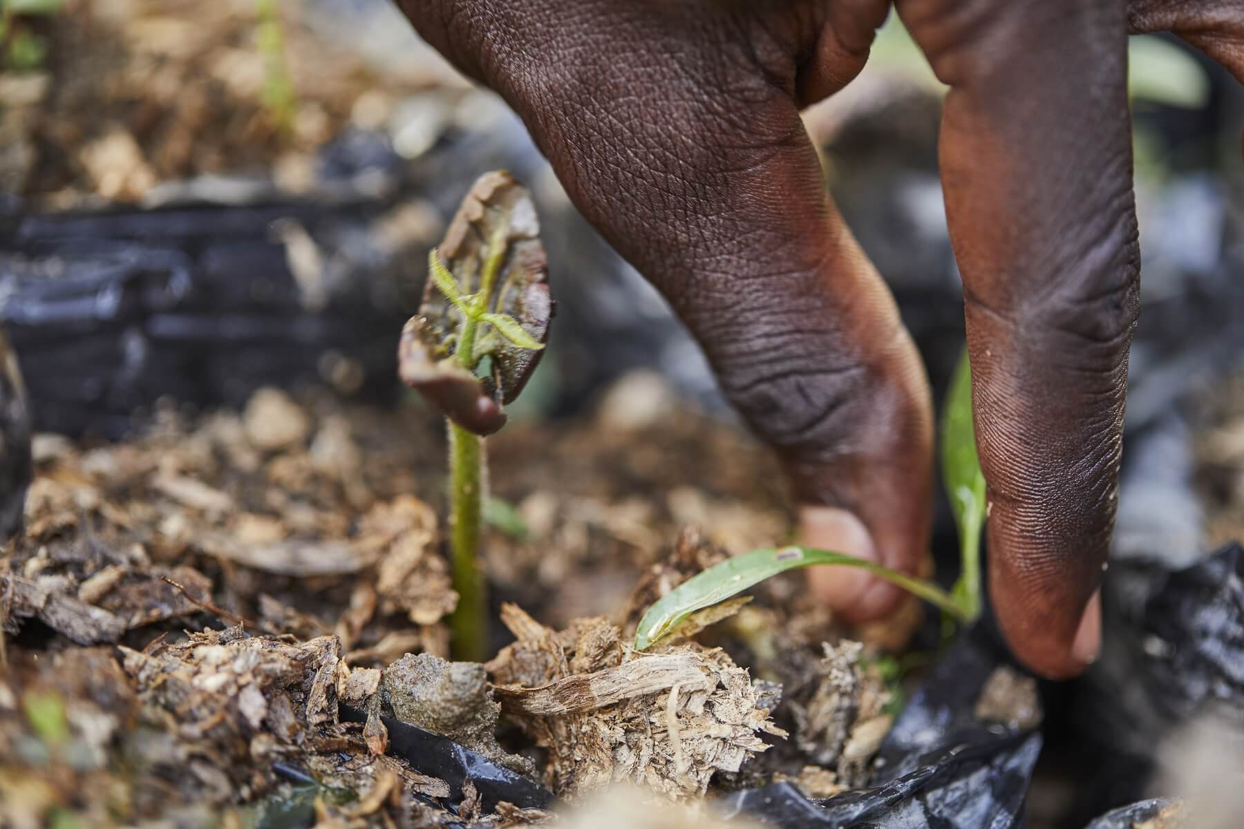 Close up shot of a seedling sprouting and the hand of someone doing something in the background