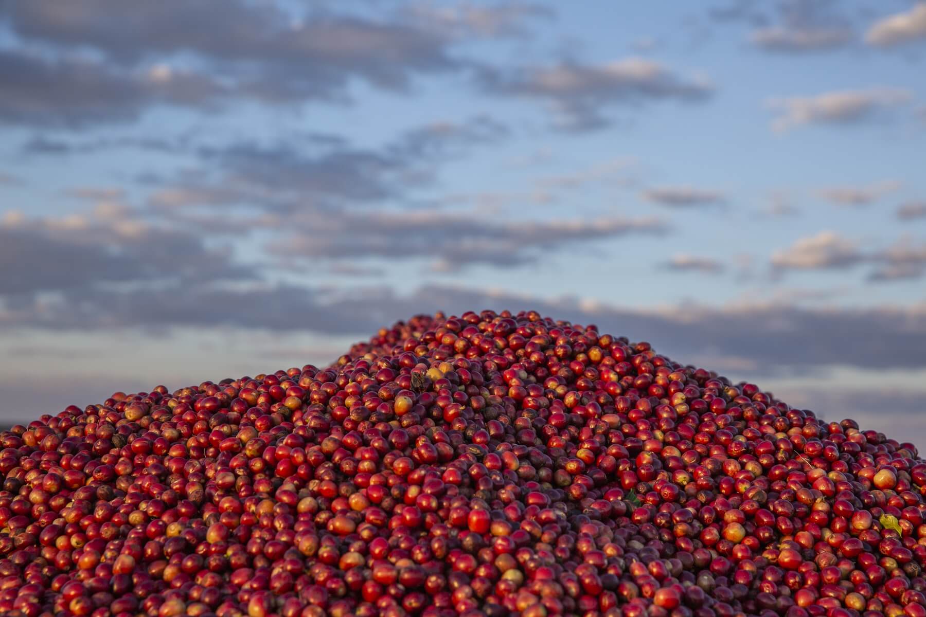 Pile of red coffee beans with sky background