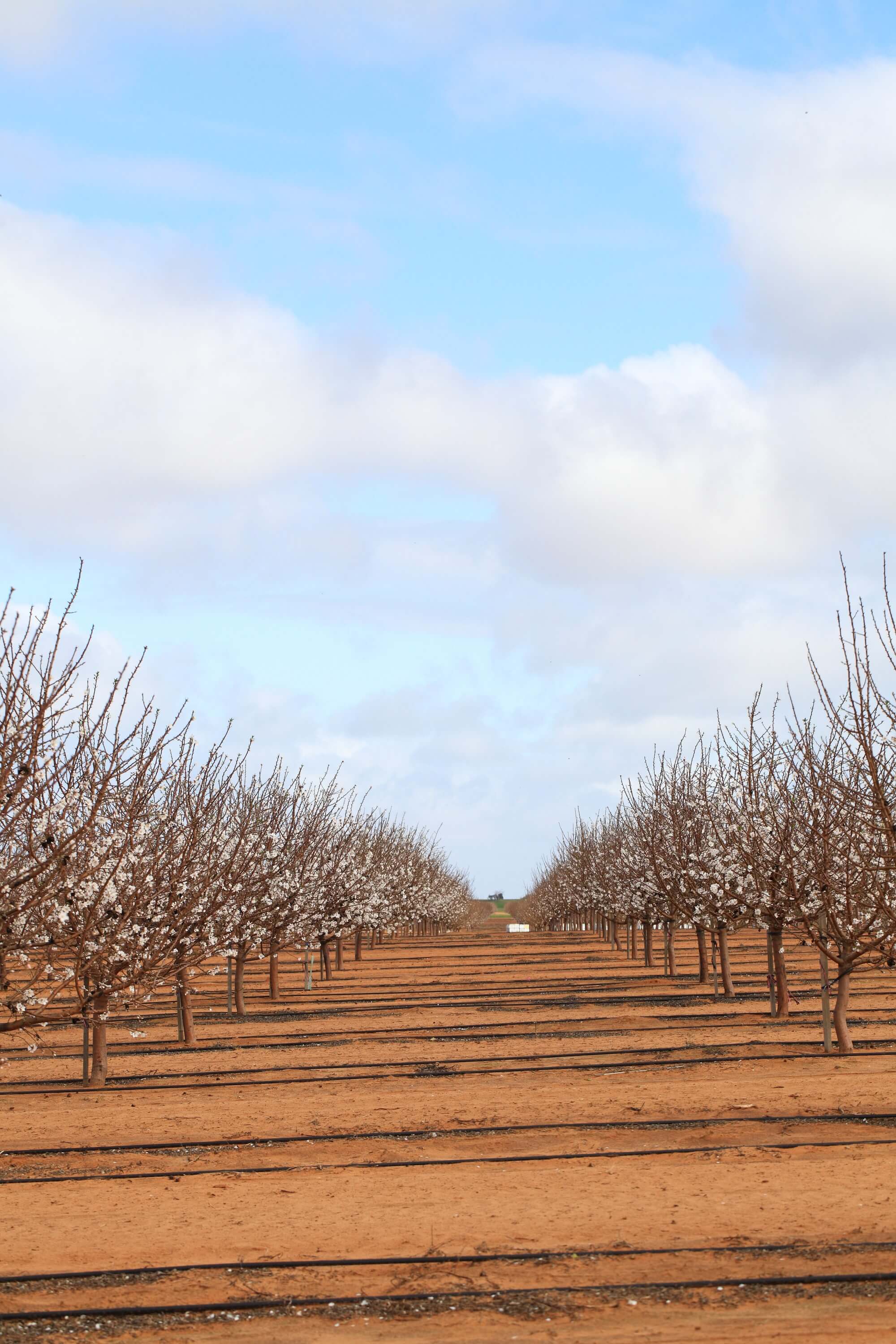 Landscape image of trees in a field