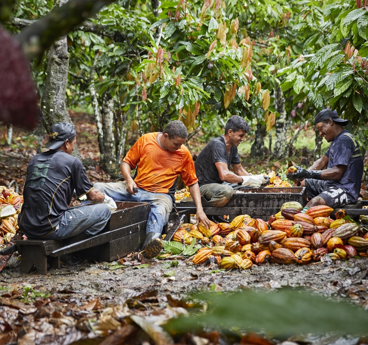 Group of men sitting and cutting open cacao pods