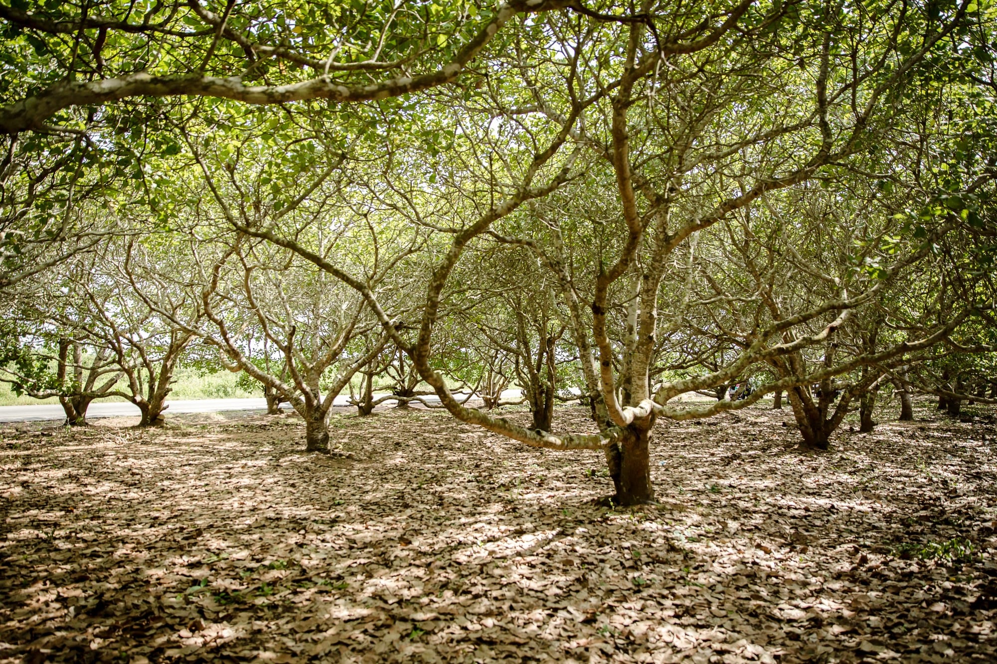 Scenic shot of a forest with a healthy ecosystem