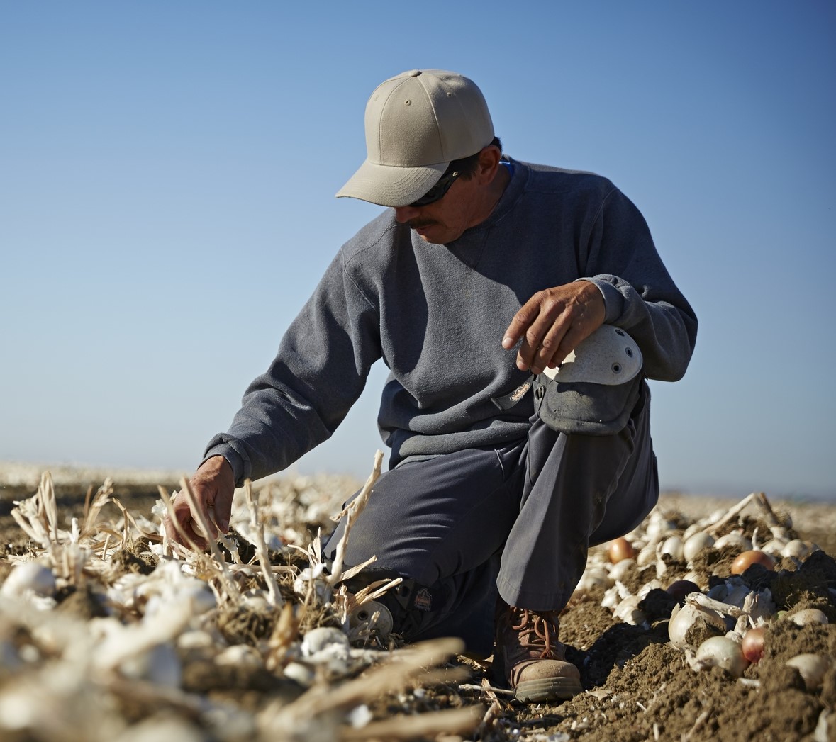 Male farmer kneeling on one knee to inspect crop of garlic